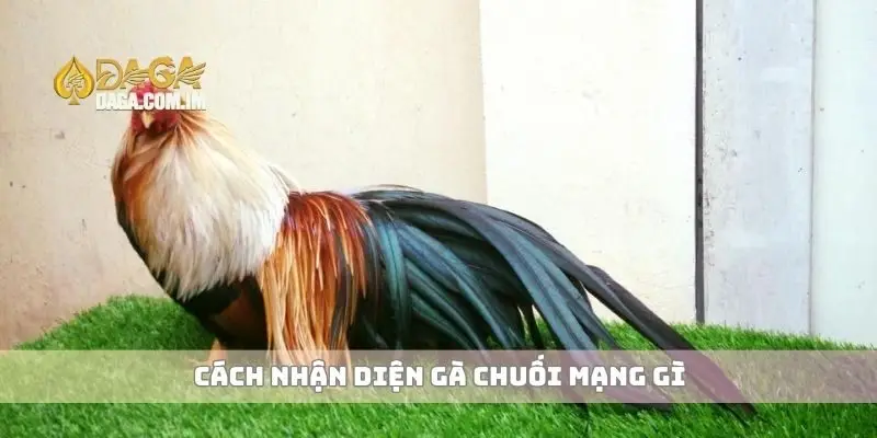 Cách nhận diện gà chuối mạng gì