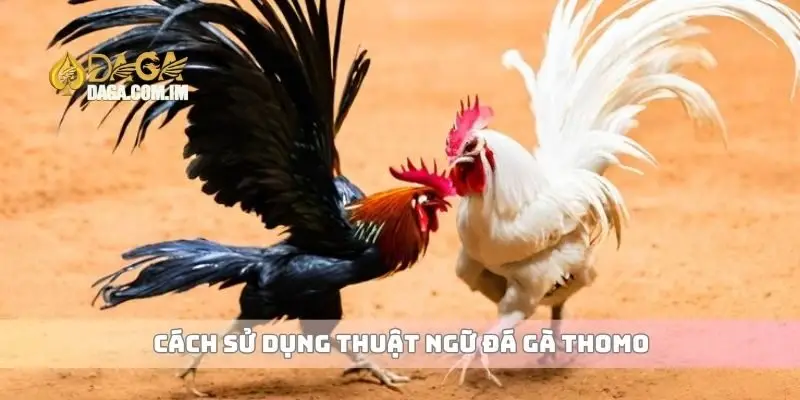 Thuật ngữ đá gà Thomo bạn cần biết để chơi chuyên nghiệp hơn 3 Cách sử dụng thuật ngữ đá gà Thomo