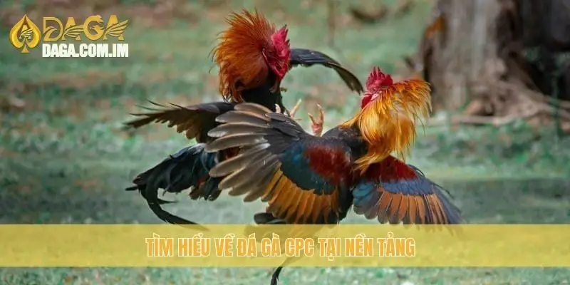 Tìm hiểu về đá gà CPC tại nền tảng