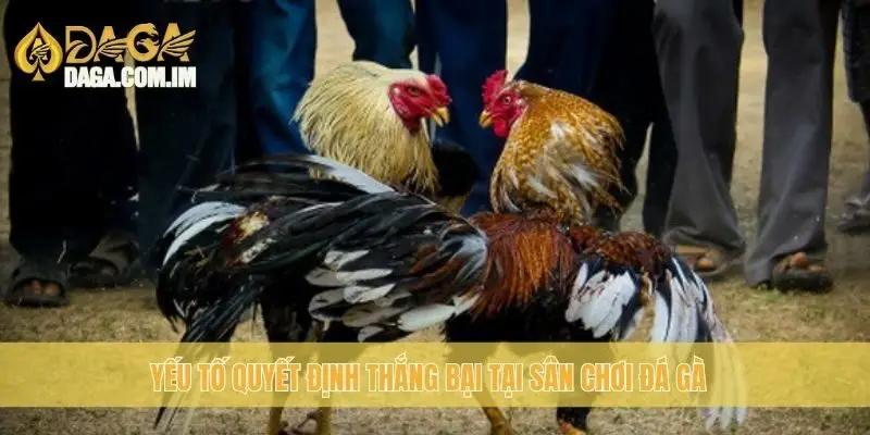 Yếu tố quyết định thắng bại tại sân chơi đá gà