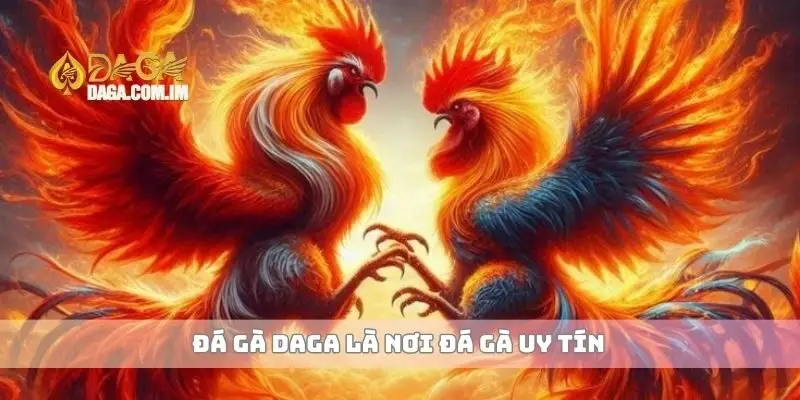 Đá gà Daga là nơi đá gà uy tín