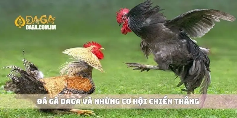 Đá gà Daga và những cơ hội chiến thắng
