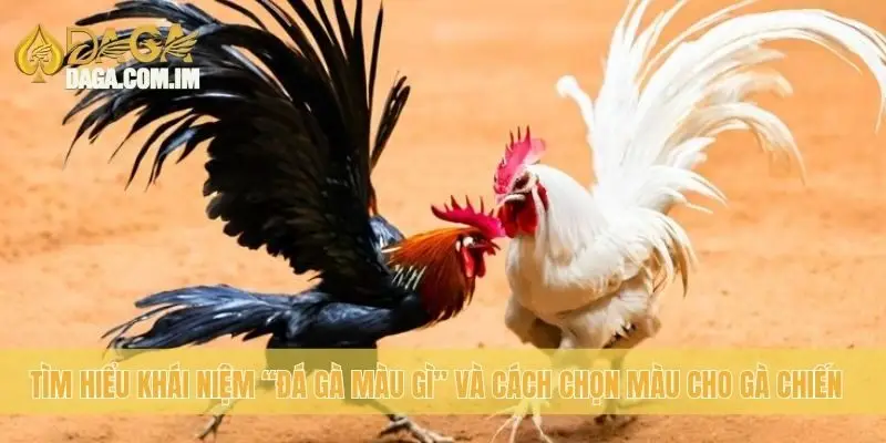 Tìm hiểu khái niệm “đá gà màu gì” và cách chọn màu cho gà chiến