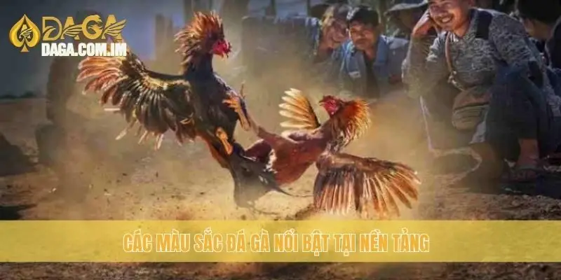 Các màu sắc đá gà nổi bật tại nền tảng