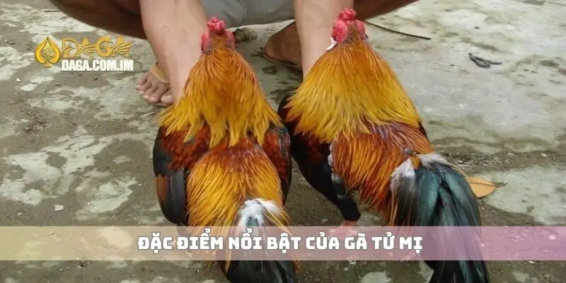 Đặc điểm nổi bật của gà tử mị