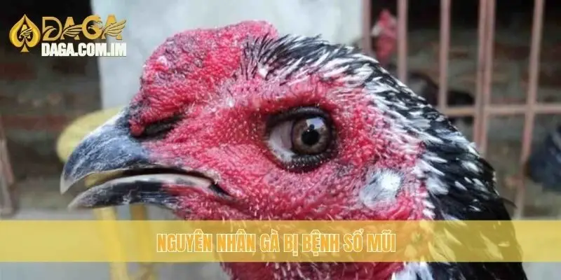 Nguyên nhân gà bị bệnh sổ mũi