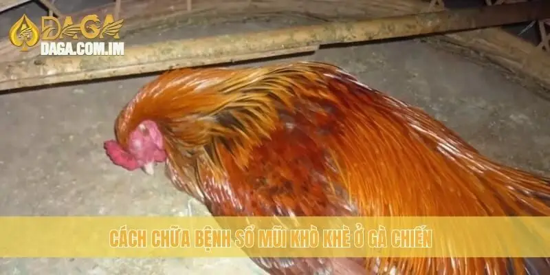 Cách chữa bệnh sổ mũi khò khè ở gà chiến