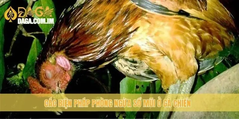 Các biện pháp phòng ngừa sổ mũi ở gà chiến
