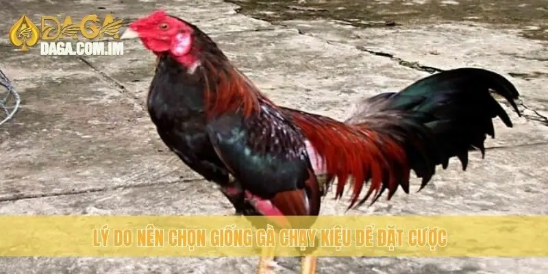 Lý do nên chọn giống gà chạy kiệu để đặt cược