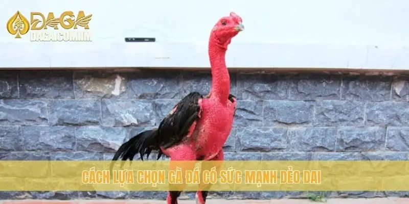 Cách lựa chọn gà đá có sức mạnh dẻo dai