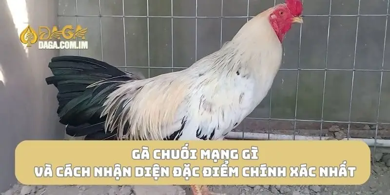 Gà chuối mạng gì?