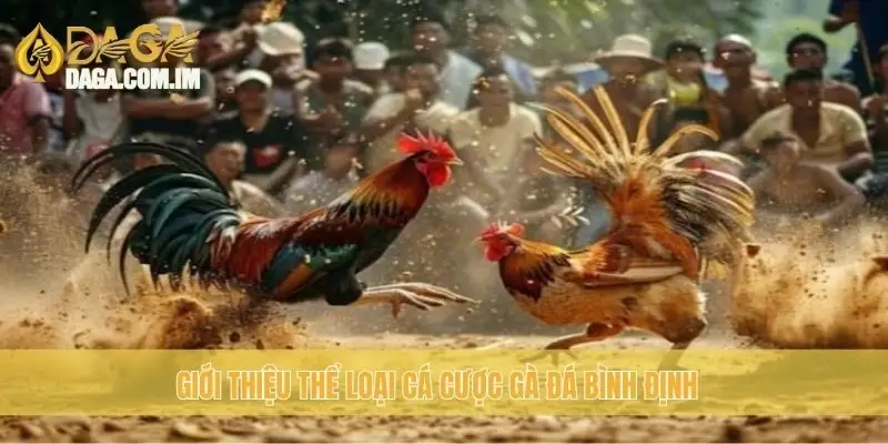 Gà Đá Bình Định: Chất Lượng Gà Bình Định Từ Daga 1 Giới thiệu thể loại cá cược gà đá Bình Định
