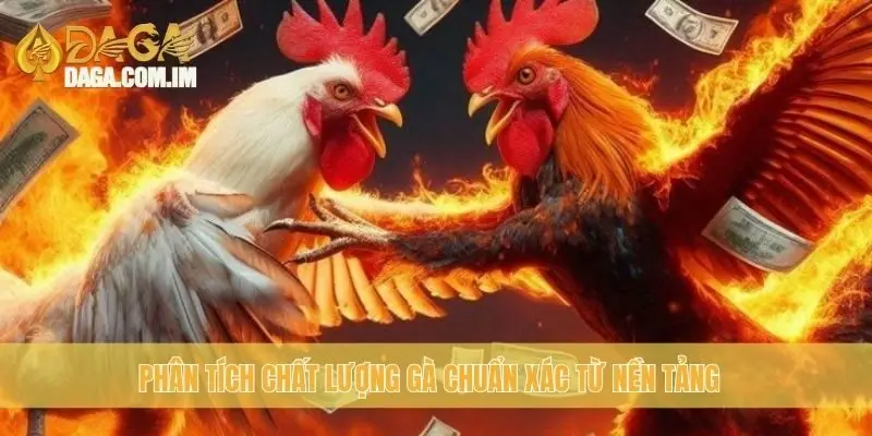 Gà Đá Bình Định: Chất Lượng Gà Bình Định Từ Daga 3 Phân tích chất lượng gà chuẩn xác từ nền tảng