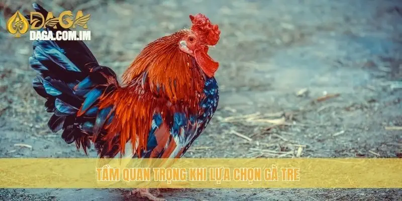Tầm quan trọng khi lựa chọn gà Tre