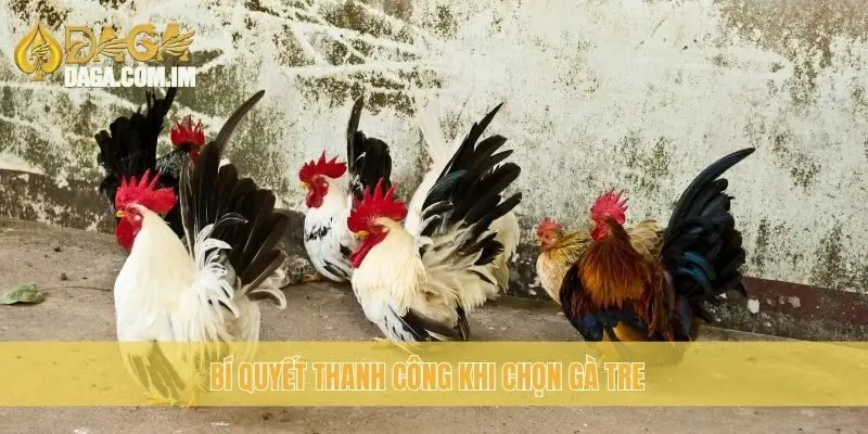 Bí quyết thanh công khi chọn gà Tre