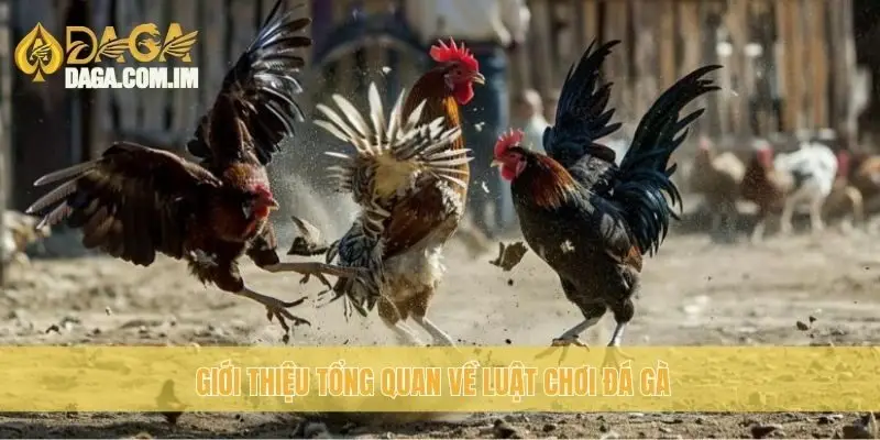 Giới thiệu tổng quan về luật chơi đá gà