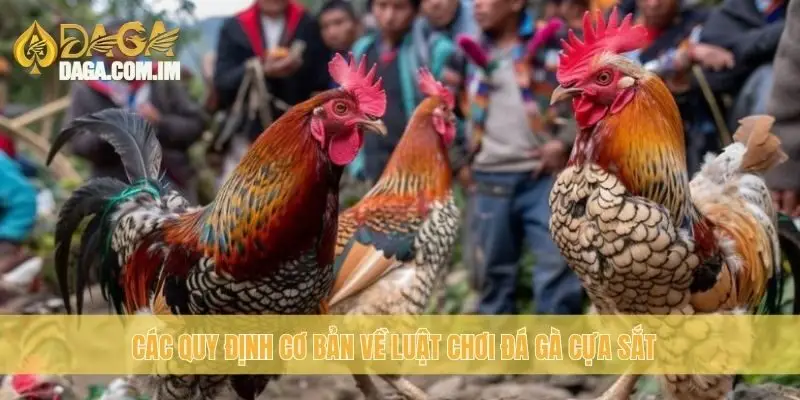 Các quy định cơ bản về luật chơi đá gà cựa sắt