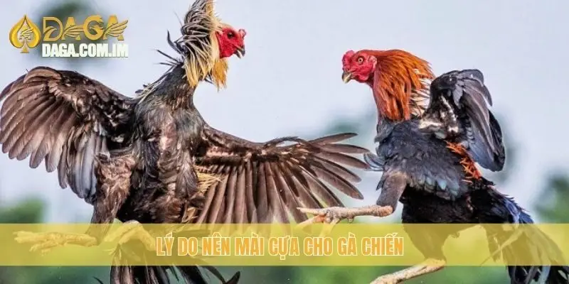 Mài cựa gà: cách mài cựa chuẩn để đá gà mạnh mẽ cùng Daga 1 Lý do nên mài cựa cho gà chiến