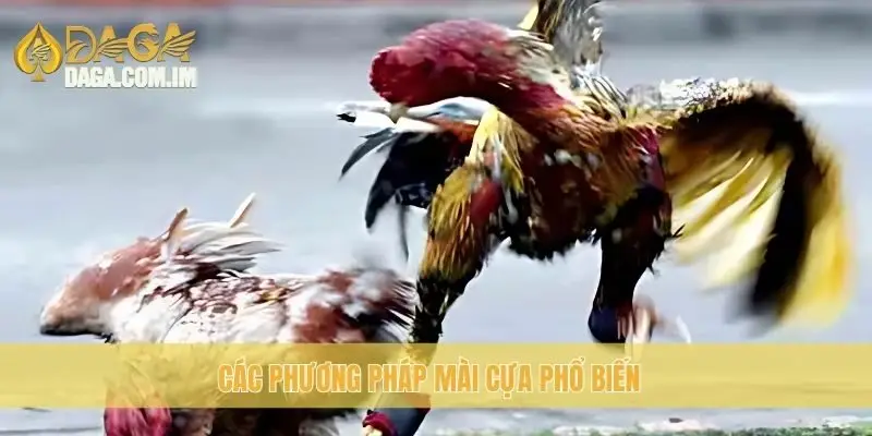 Mài cựa gà: cách mài cựa chuẩn để đá gà mạnh mẽ cùng Daga 2 Các phương pháp mài cựa phổ biến