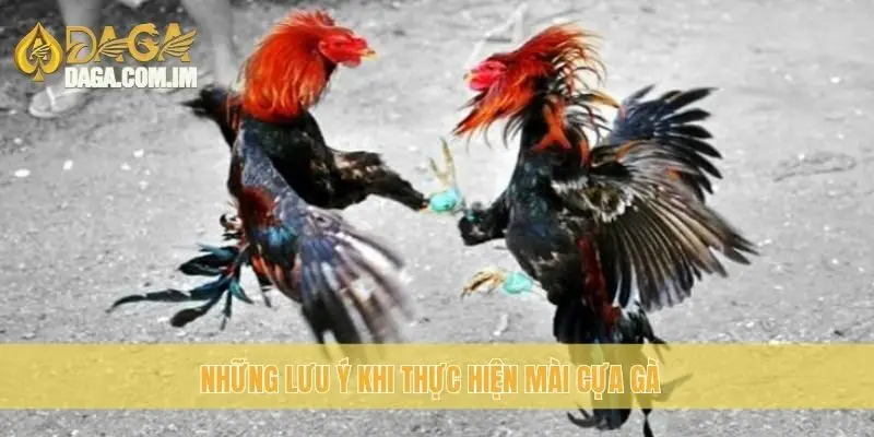 Mài cựa gà: cách mài cựa chuẩn để đá gà mạnh mẽ cùng Daga 3 Những lưu ý khi thực hiện mài cựa gà