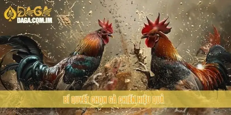 Nhận biết gà chiến: bí quyết chọn gà chiến thắng cùng daga 3 Bí quyết chọn gà chiến hiệu quả