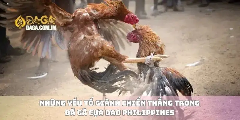 Những yếu tố giành chiến thắng trong đá gà cựa dao Philippines