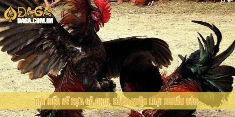 Tìm hiểu về cựa gà chọi, cách phân loại chuẩn xác