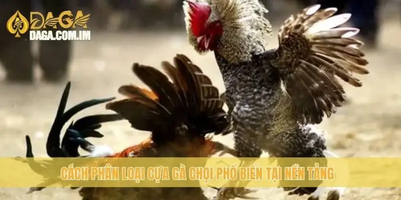 Cách phân loại cựa gà chọi phổ biến tại nền tảng
