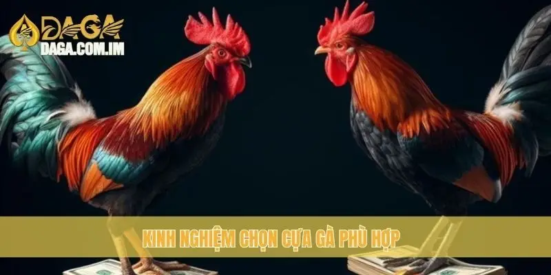 Kinh nghiệm chọn cựa gà phù hợp