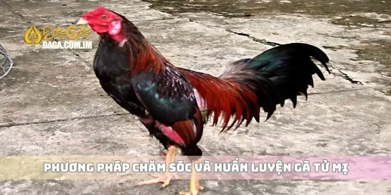 Phương pháp chăm sóc và huấn luyện gà tử mị