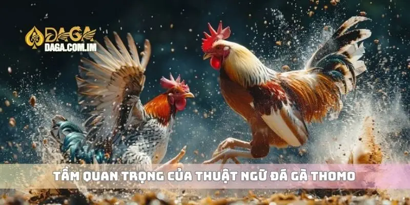 Thuật ngữ đá gà Thomo bạn cần biết để chơi chuyên nghiệp hơn 1 Tầm quan trọng của thuật ngữ đá gà Thomo