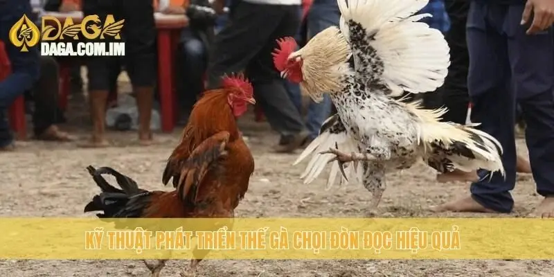 Kỹ thuật phát triển thế gà chọi đòn đọc hiệu quả
