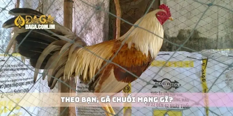 Theo bạn, gà chuối mạng gì?