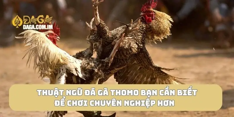 Thuật ngữ đá gà Thomo