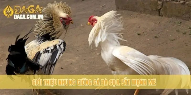 Giới thiệu những giống gà đá cựa sắt mạnh mẽ