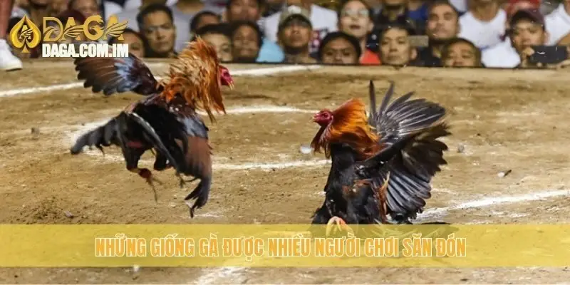 Những giống gà được nhiều người chơi săn đón