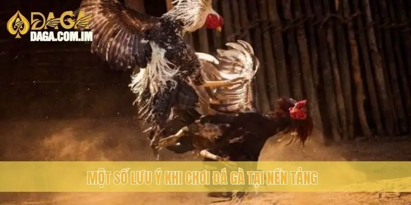 Một số lưu ý khi chơi đá gà tại nền tảng