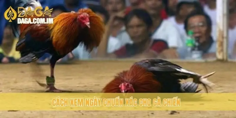 Xem Ngày Đá Gà: Lựa Chọn Ngày Tốt Cho Gà Chiến Cùng Daga 2 Cách xem ngày chuẩn xác cho gà chiến