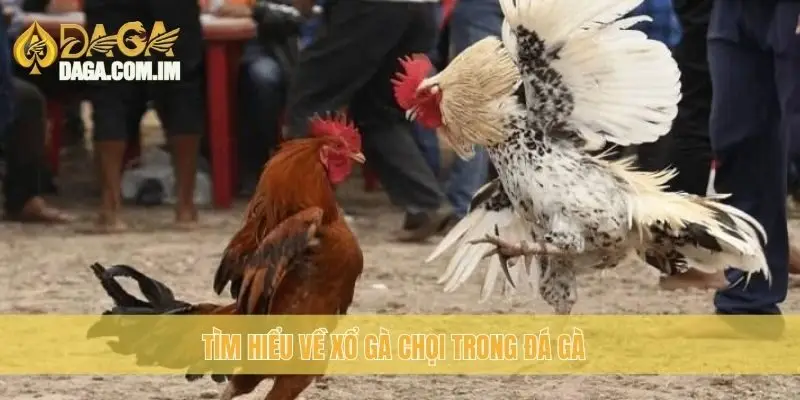 Tìm hiểu về xổ gà chọi trong đá gà