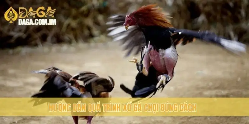 Hướng dẫn quá trình xổ gà chọi đúng cách